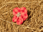 Petite Barrette Pétales de Fleur vichy rouge corail