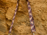 Bandoulière étroite palmeraie