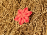 Barrette fleur étoile vichy rouge corail